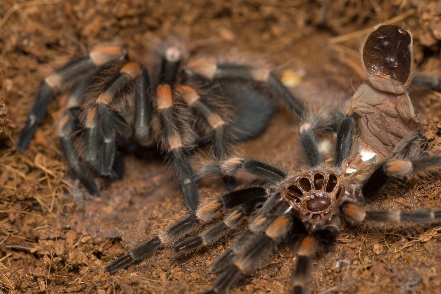 Flip, shed, grow: The vulnerable majesty of a molting tarantula