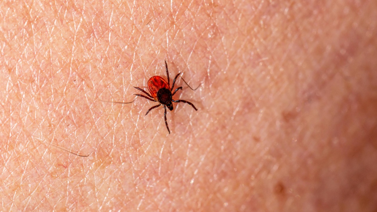 Scientists sound alarm as deadly tick disease explodes across US region