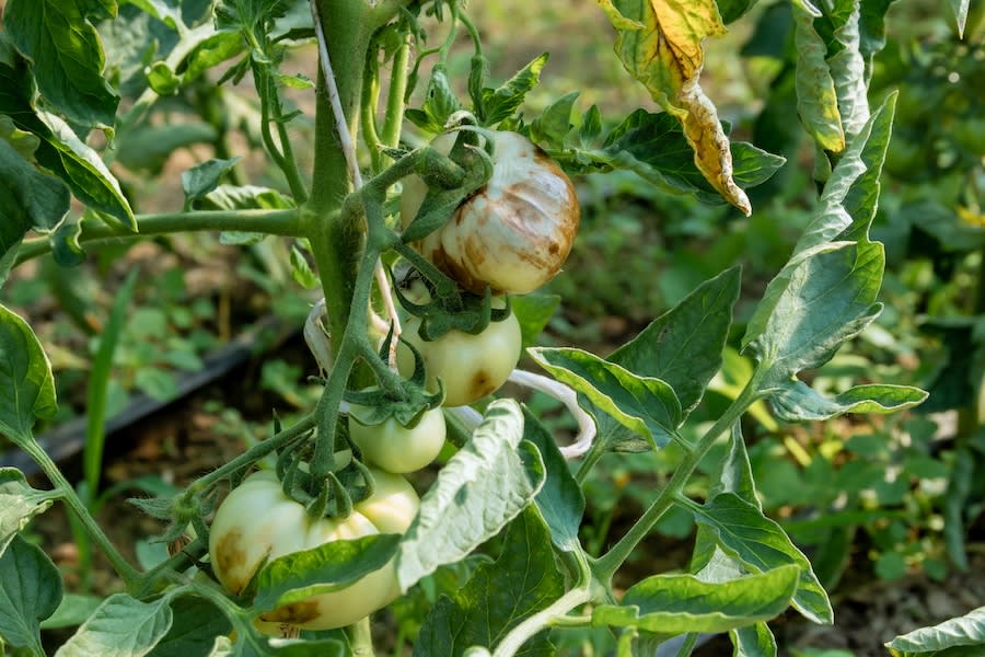 The disease triangle: Why plant diseases appear in your garden